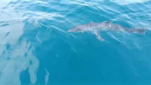 Köpek balığının balıkçı teknesine yaptığı davranışlar şaşırttı! Uzman isimden yorum