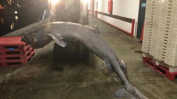 Foto - Köpek balığının içini açtılar! Gördükleri şoke etti