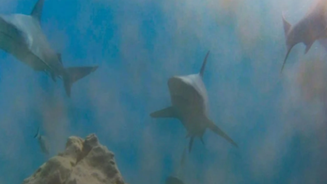 Köpek balıkları 2013'ten beri Muğla'da ne yapıyor? Herkes tedirgindi, gizem çözüldü