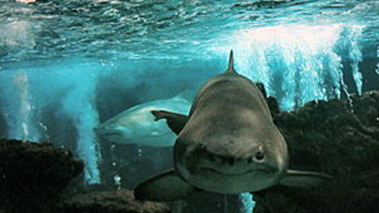 Foto - Köpek balıkları 2013'ten beri Muğla'da ne yapıyor? Herkes tedirgindi, gizem çözüldü