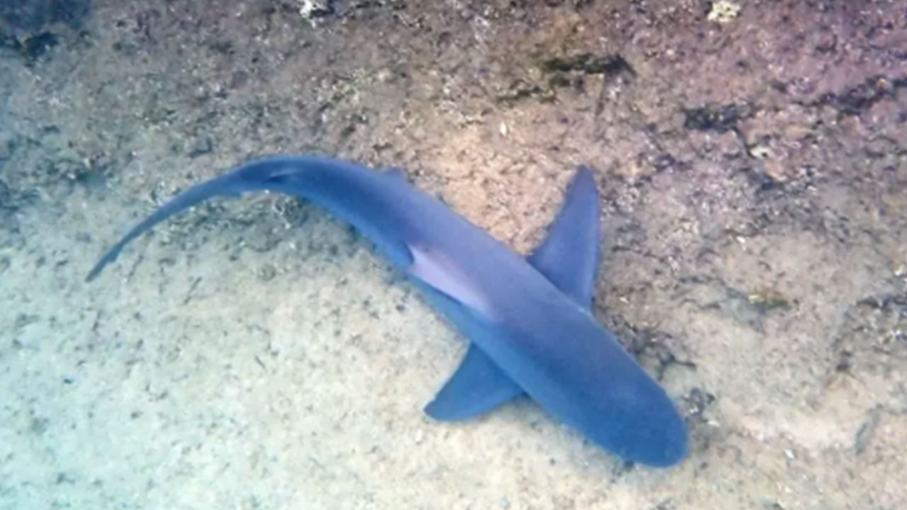 Foto - Köpek balıkları 2013'ten beri Muğla'da ne yapıyor? Herkes tedirgindi, gizem çözüldü