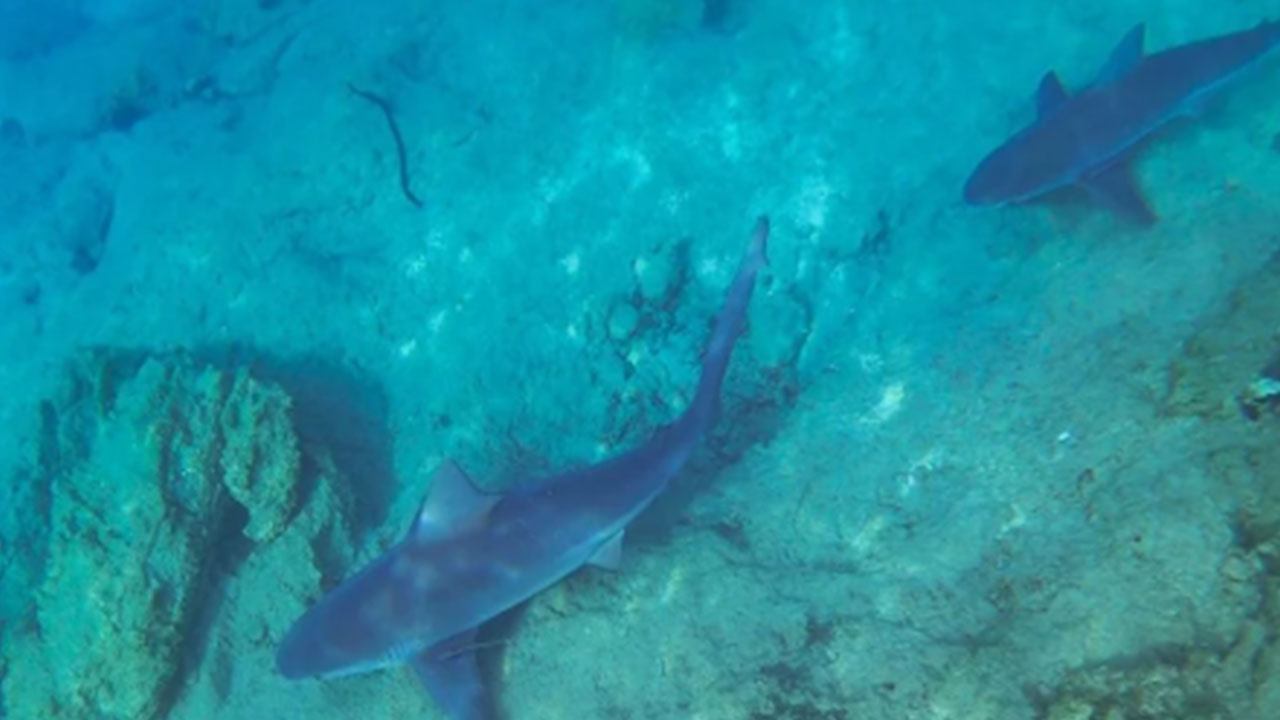 Foto - Köpek balıkları 2013'ten beri Muğla'da ne yapıyor? Herkes tedirgindi, gizem çözüldü