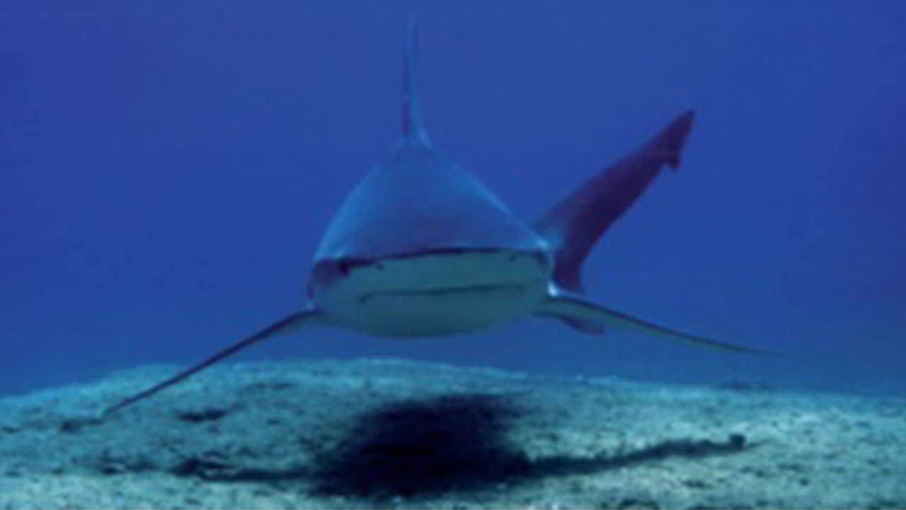 Foto - Köpek balıkları 2013'ten beri Muğla'da ne yapıyor? Herkes tedirgindi, gizem çözüldü