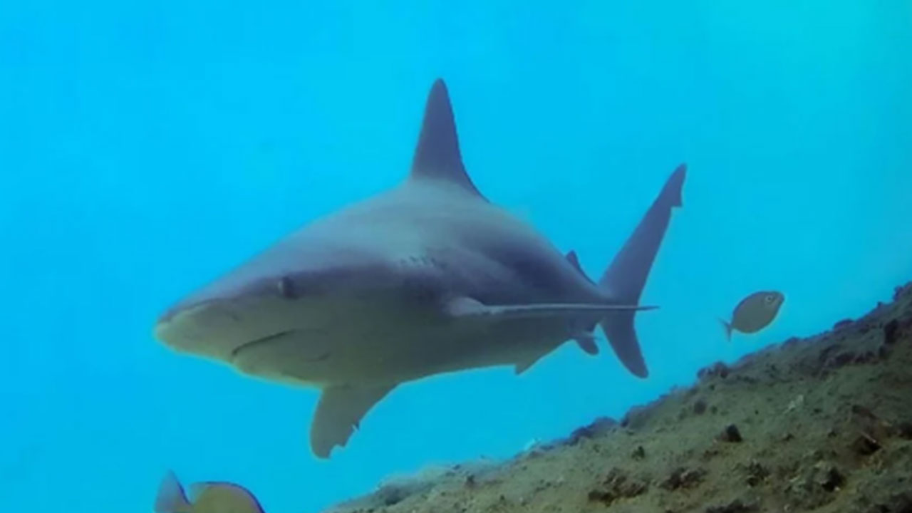 Foto - Köpek balıkları 2013'ten beri Muğla'da ne yapıyor? Herkes tedirgindi, gizem çözüldü