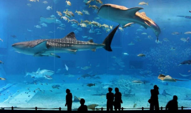 Köpek balıklarıyla çevrili otel odası