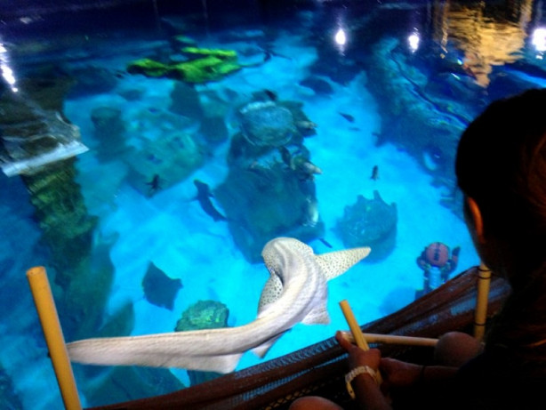 Foto - Köpek balıklarıyla çevrili otel odası