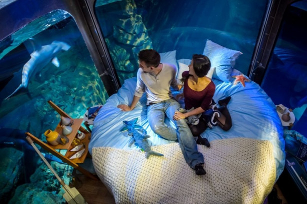 Foto - Köpek balıklarıyla çevrili otel odası