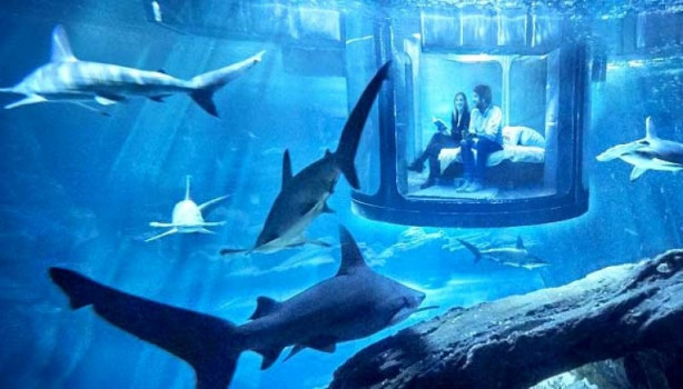 Foto - Köpek balıklarıyla çevrili otel odası