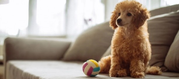 Foto - Köpek havlamalarını konuşmaya çevirebilen yapay zeka geliştirildi!