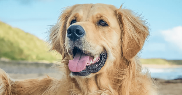 Köpek havlamalarını konuşmaya çevirebilen yapay zeka geliştirildi!