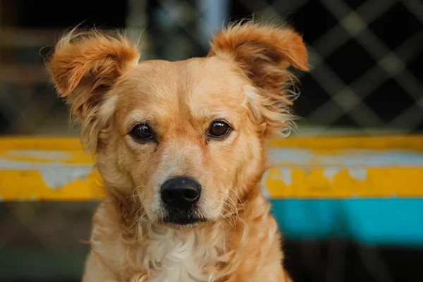 Foto - Köpek havlamalarını konuşmaya çevirebilen yapay zeka geliştirildi!