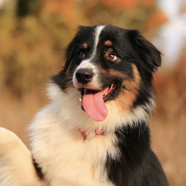 Foto - Köpek havlamalarını konuşmaya çevirebilen yapay zeka geliştirildi!