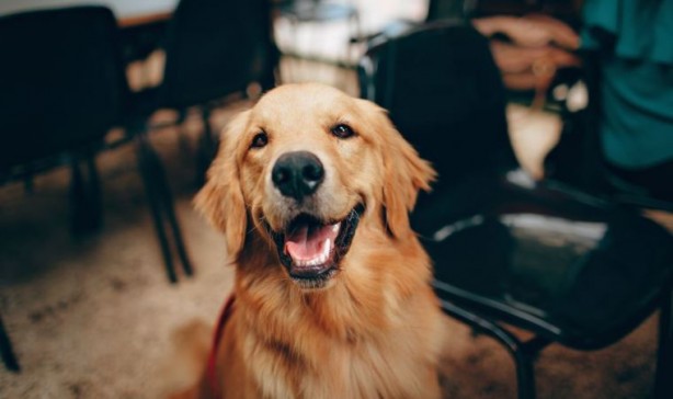 Foto - Köpek havlamalarını konuşmaya çevirebilen yapay zeka geliştirildi!