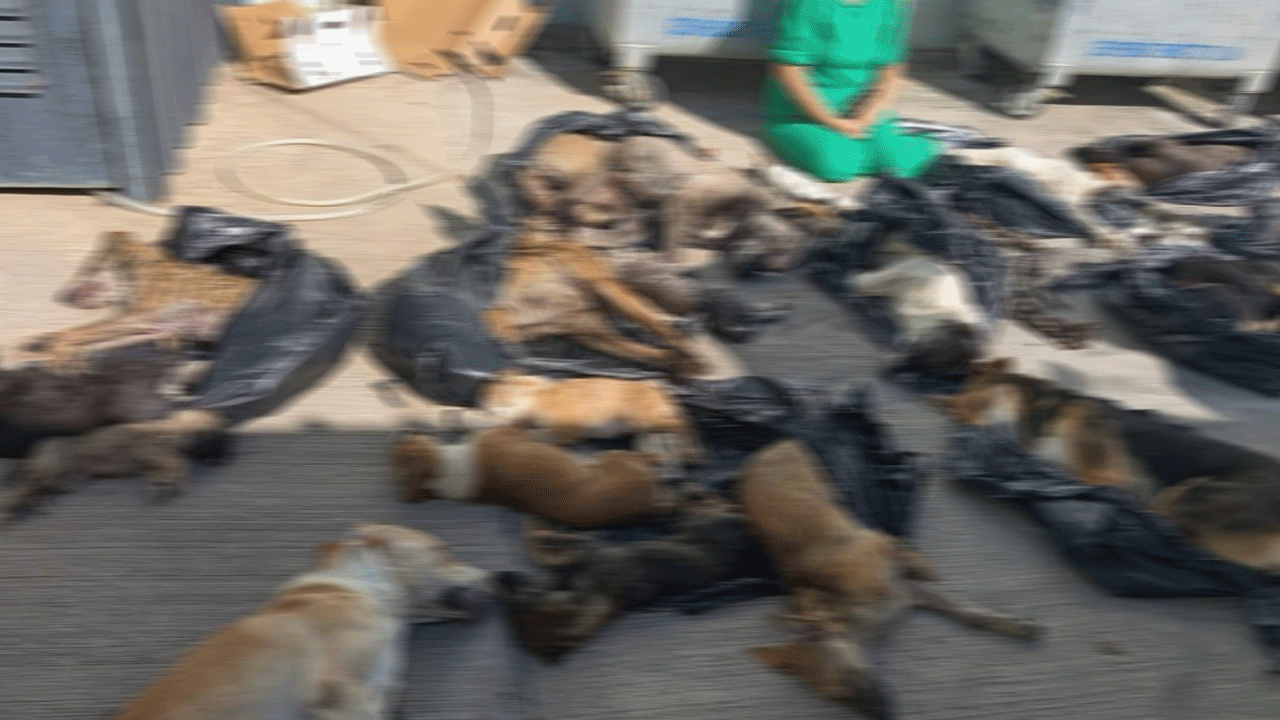 Foto - Köpek katliamında yeni gelişme: Belediye Başkanı'ndan açıklama geldi!