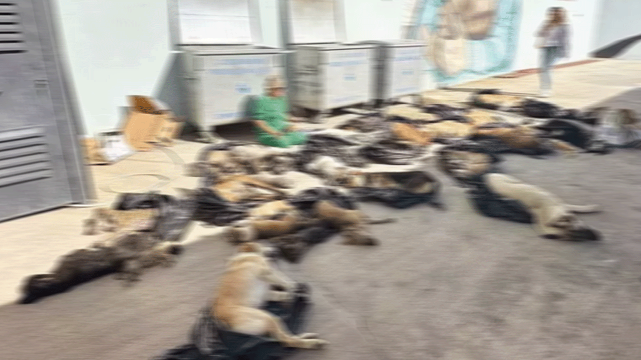 Foto - Köpek katliamında yeni gelişme: Belediye Başkanı'ndan açıklama geldi!