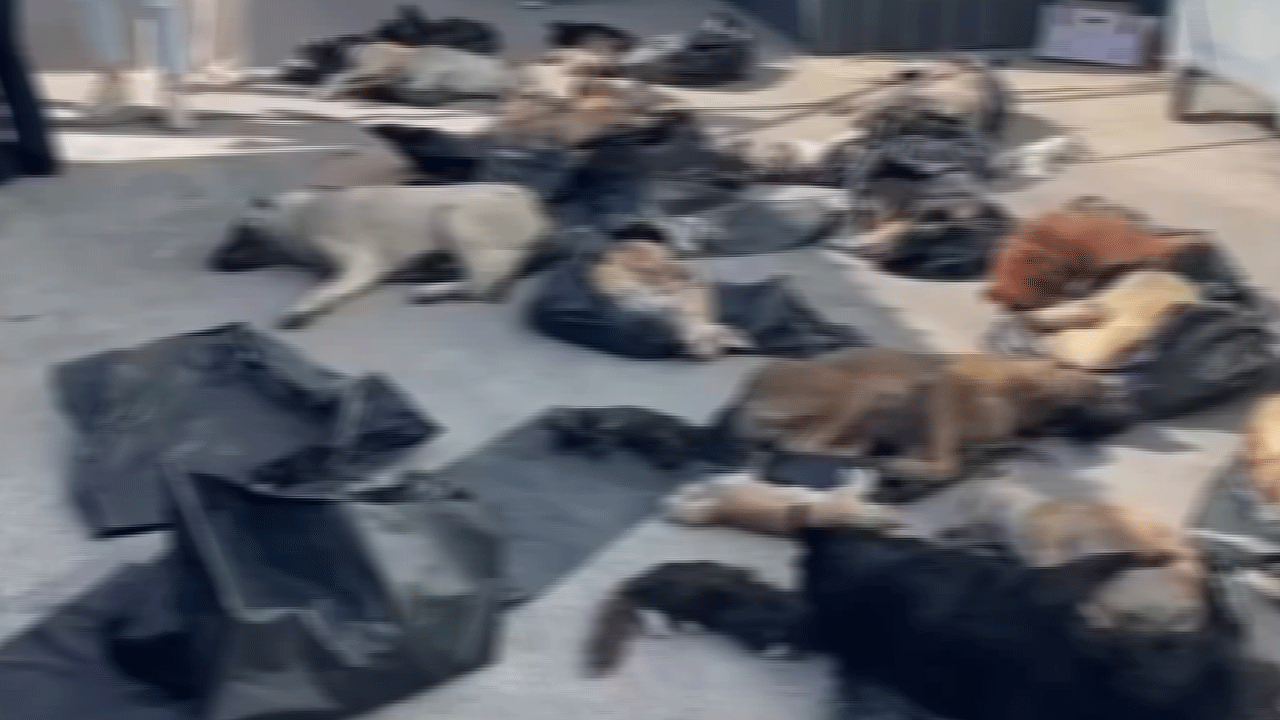 Köpek katliamında yeni gelişme: Belediye Başkanı'ndan açıklama geldi!