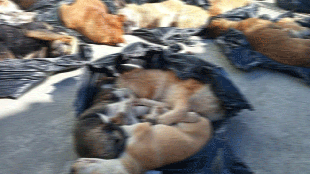 Foto - Köpek katliamında yeni gelişme: Belediye Başkanı'ndan açıklama geldi!