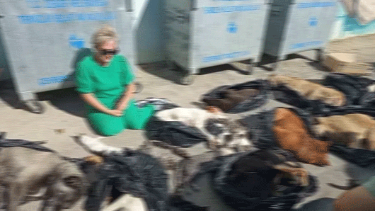 Foto - Köpek katliamında yeni gelişme: Belediye Başkanı'ndan açıklama geldi!