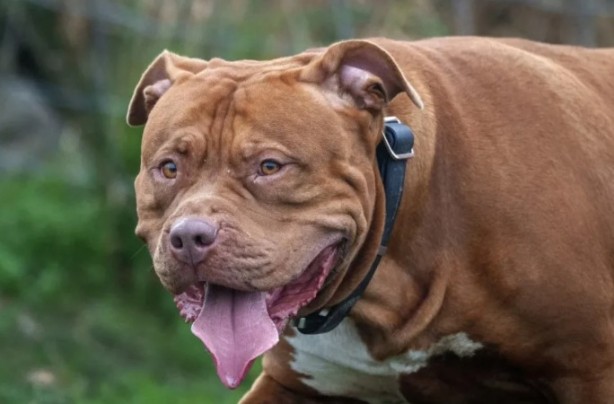 Foto - Köpek lobisinin dikkatine! Sahibini parçalayıp öldürdü