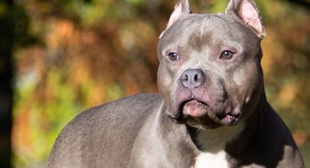 Foto - Köpek lobisinin dikkatine! Sahibini parçalayıp öldürdü