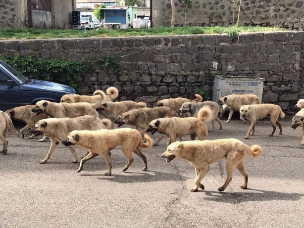 Köpek saldırılarında kaç kişi hayatını kaybetti? Korkunç rakam!