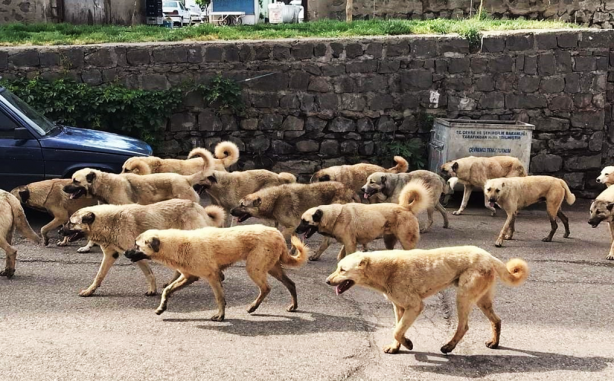 Foto - Köpek saldırılarında kaç kişi hayatını kaybetti? Korkunç rakam!