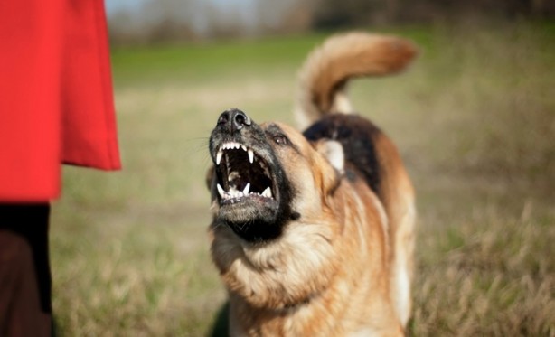 Foto - Köpek saldırılarında kaç kişi hayatını kaybetti? Korkunç rakam!