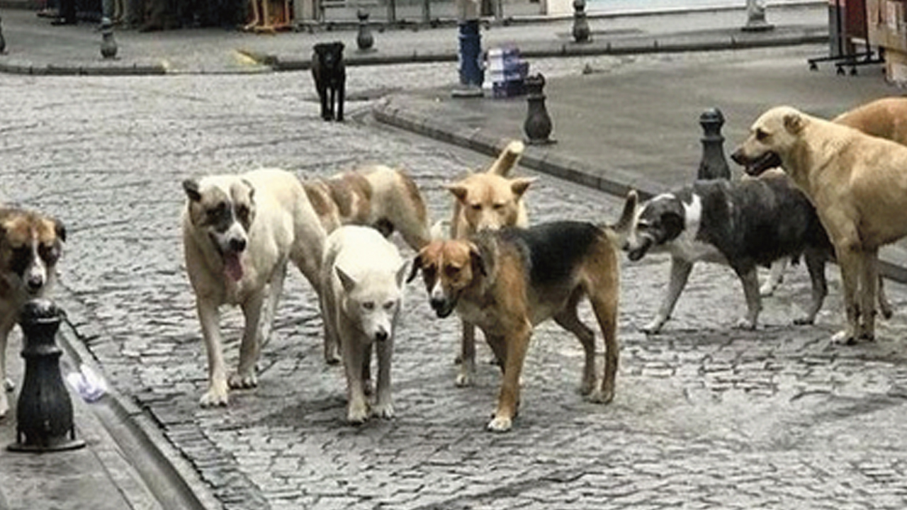 Foto - ‘Köpek’ Seren Serengil’i şaşırtmış anlaşılan! Bu neyin kafası böyle be kadın…