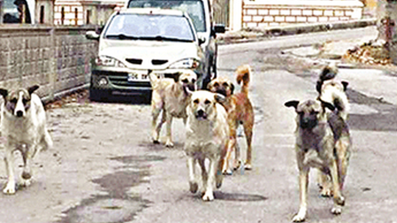 ‘Köpek’ Seren Serengil’i şaşırtmış anlaşılan! Bu neyin kafası böyle be kadın…