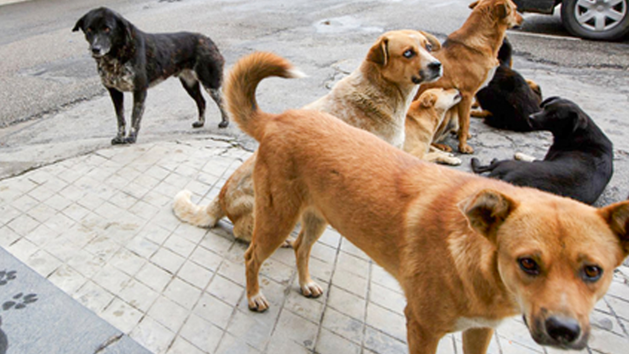 Foto - ‘Köpek’ Seren Serengil’i şaşırtmış anlaşılan! Bu neyin kafası böyle be kadın…