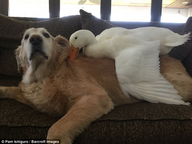 Foto - Köpek ve ördeğin sıra dışı dostluğu! Çok şaşıracaksınız!