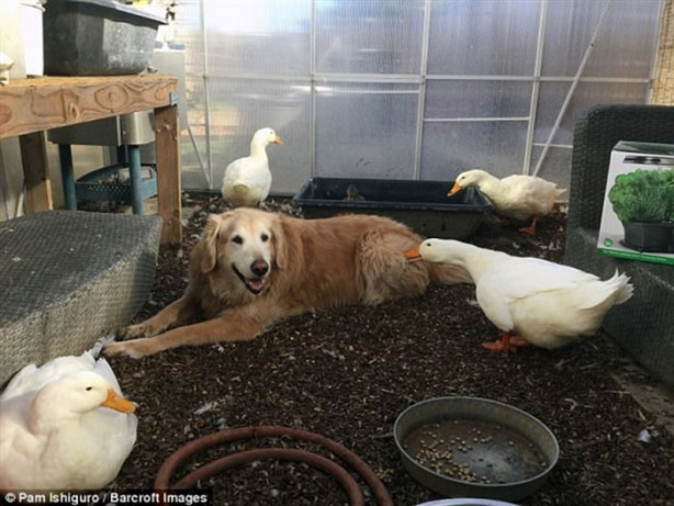 Foto - Köpek ve ördeğin sıra dışı dostluğu! Çok şaşıracaksınız!