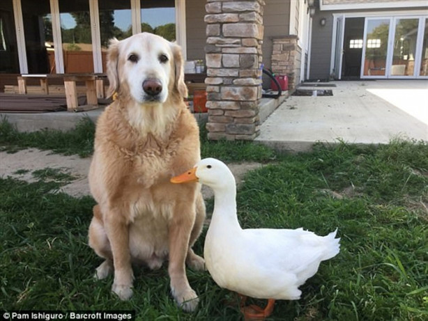 Foto - Köpek ve ördeğin sıra dışı dostluğu! Çok şaşıracaksınız!