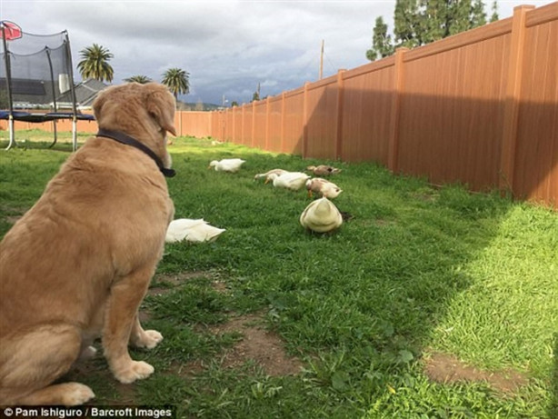 Foto - Köpek ve ördeğin sıra dışı dostluğu! Çok şaşıracaksınız!