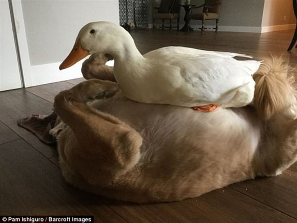 Foto - Köpek ve ördeğin sıra dışı dostluğu! Çok şaşıracaksınız!