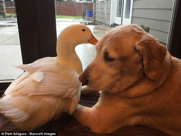 Foto - Köpek ve ördeğin sıra dışı dostluğu! Çok şaşıracaksınız!