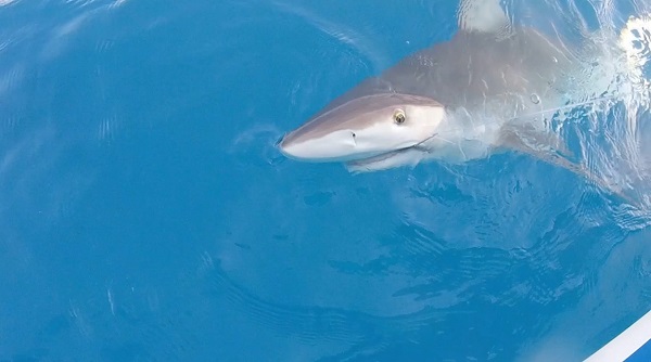 Foto - Köpekbalığını oltayla tuttu! 