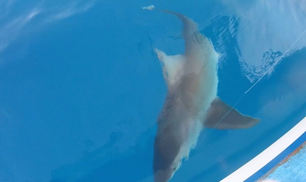 Foto - Köpekbalığını oltayla tuttu! 
