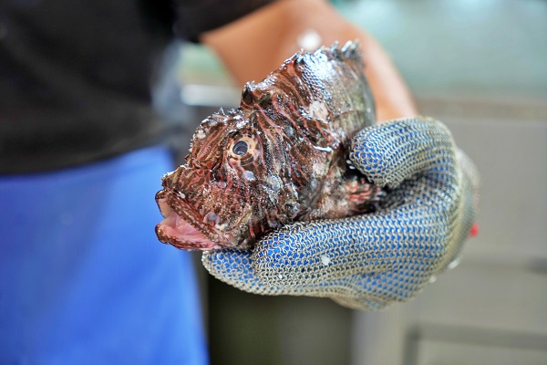 Foto - Köpekbalıkları bile yanına yanaşamıyor! Kilosu 699 liradan servis ediliyor