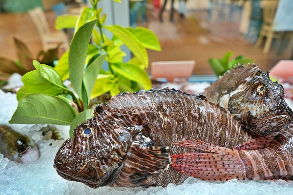 Foto - Köpekbalıkları bile yanına yanaşamıyor! Kilosu 699 liradan servis ediliyor