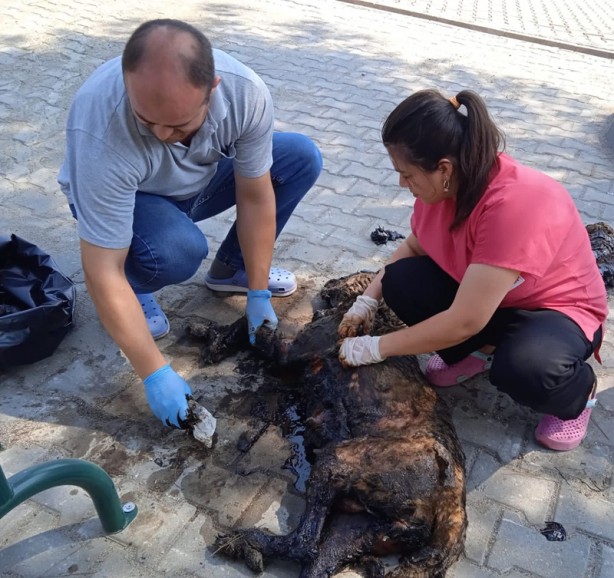 Foto - Köpekler zifte yapıştı! Ekipler harekete geçti