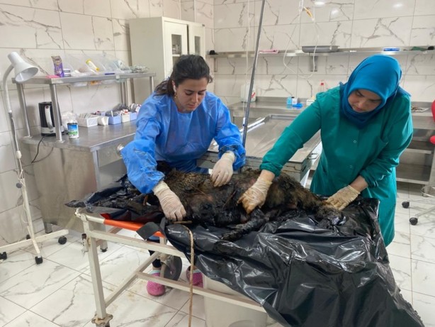 Foto - Köpekler zifte yapıştı! Ekipler harekete geçti