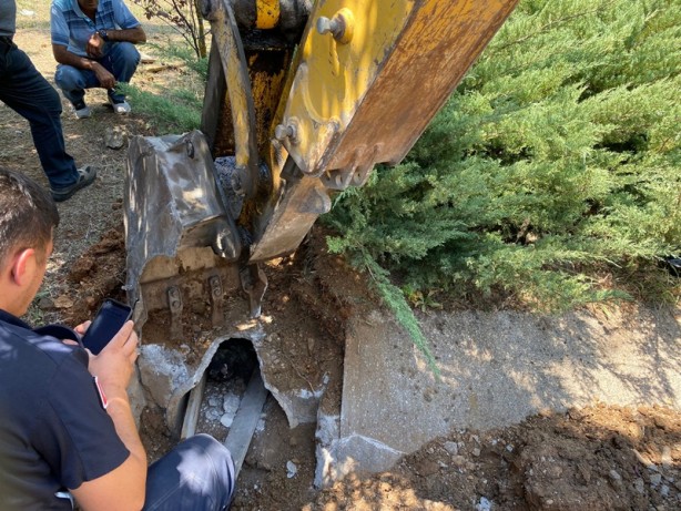 Köpekler zifte yapıştı! Ekipler harekete geçti