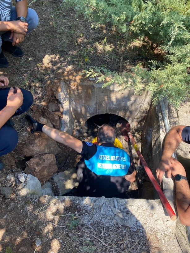 Foto - Köpekler zifte yapıştı! Ekipler harekete geçti