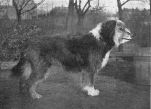 Foto - Köpeklerin 100 yıllık değişimi