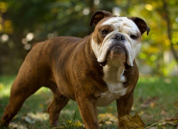Foto - Köpeklerin 100 yıllık değişimi