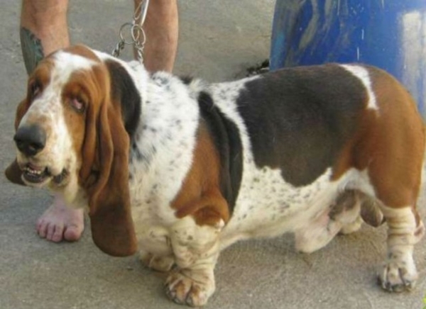 Foto - Köpeklerin 100 yıllık değişimi