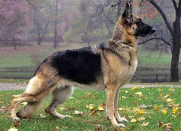 Foto - Köpeklerin 100 yıllık değişimi