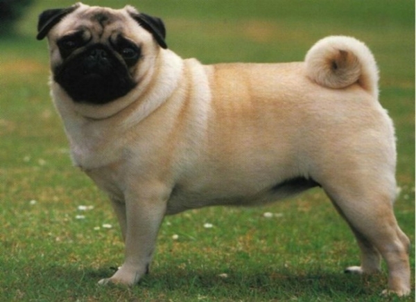 Foto - Köpeklerin 100 yıllık değişimi