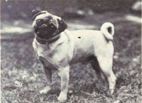 Foto - Köpeklerin 100 yıllık değişimi